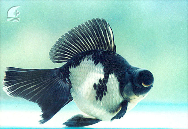 panda moore goldfish